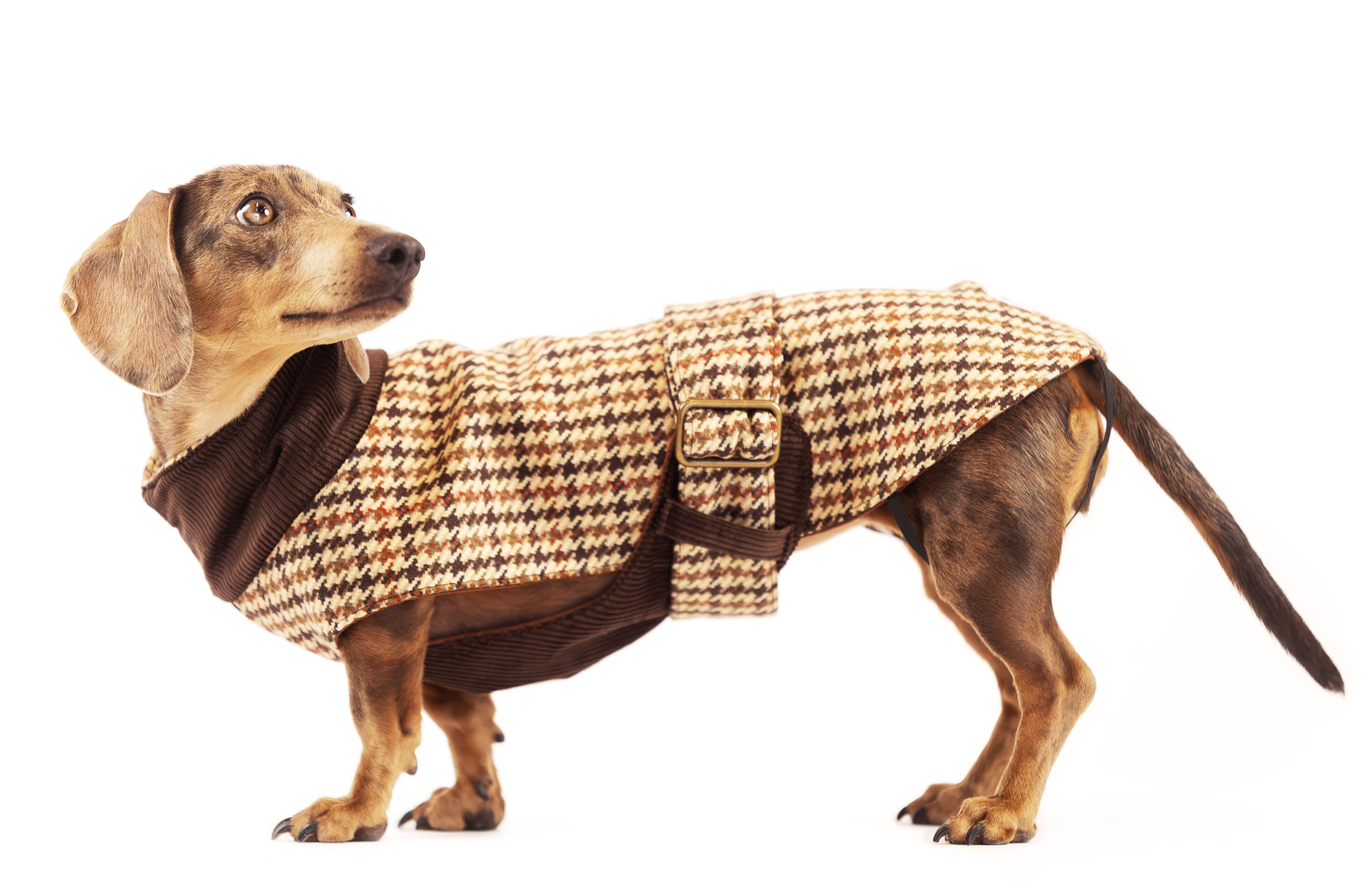 Cappottino Inglese marrone per cani