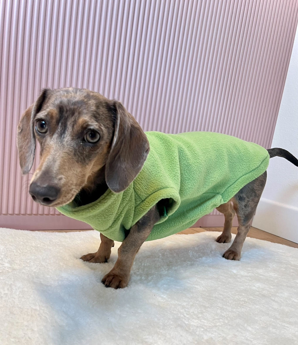 Pile Verde chiaro cane