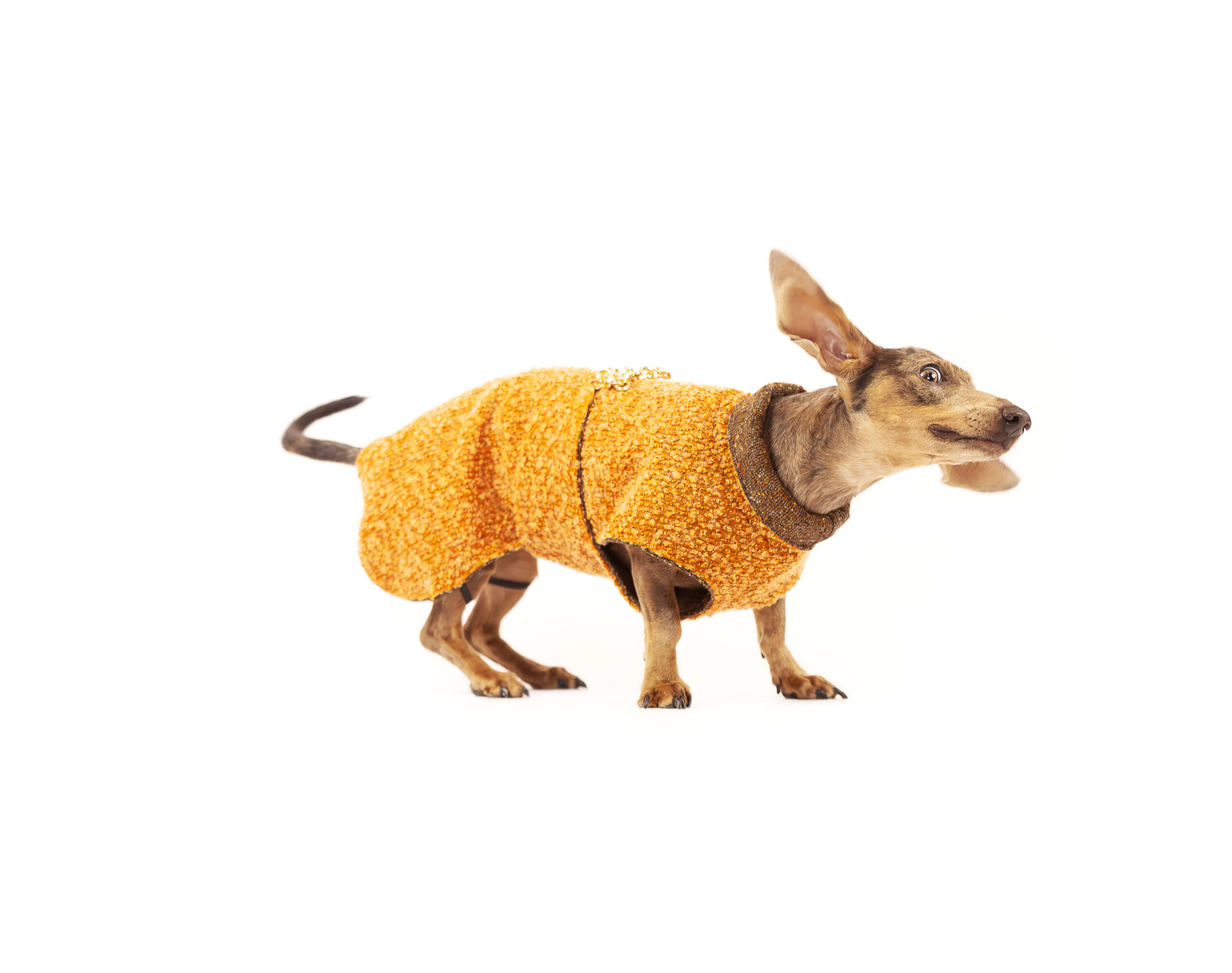Cappottino Arancione reversibile per cani