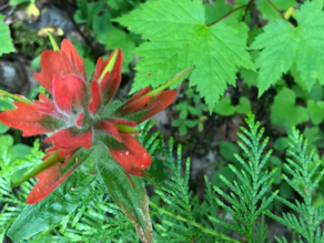 Native plants and trees in food forests