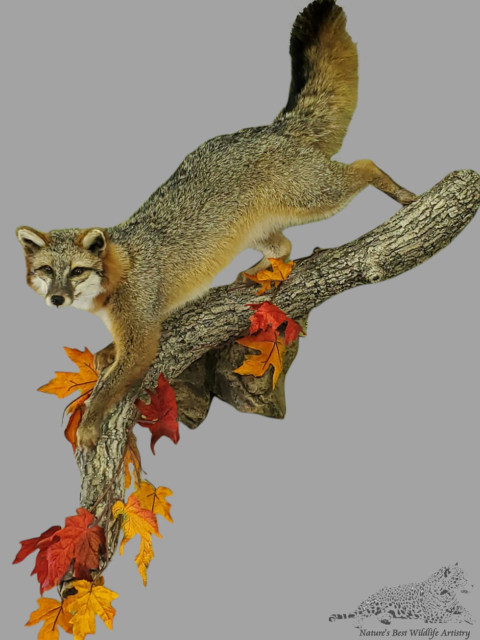 Gray fox