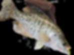 Crappie
