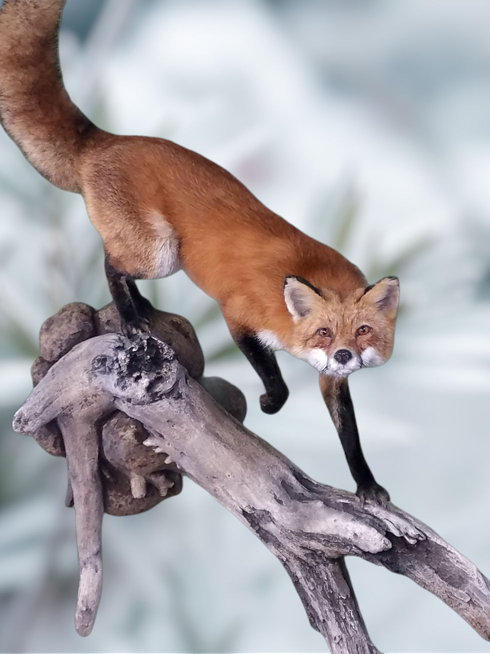 Red Fox descending