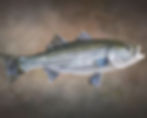 Striped Bass