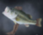 Largemouth bass.jpg
