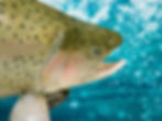 Rainbow Trout