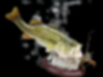 Largemouth Bass