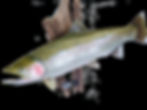 Rainbow trout