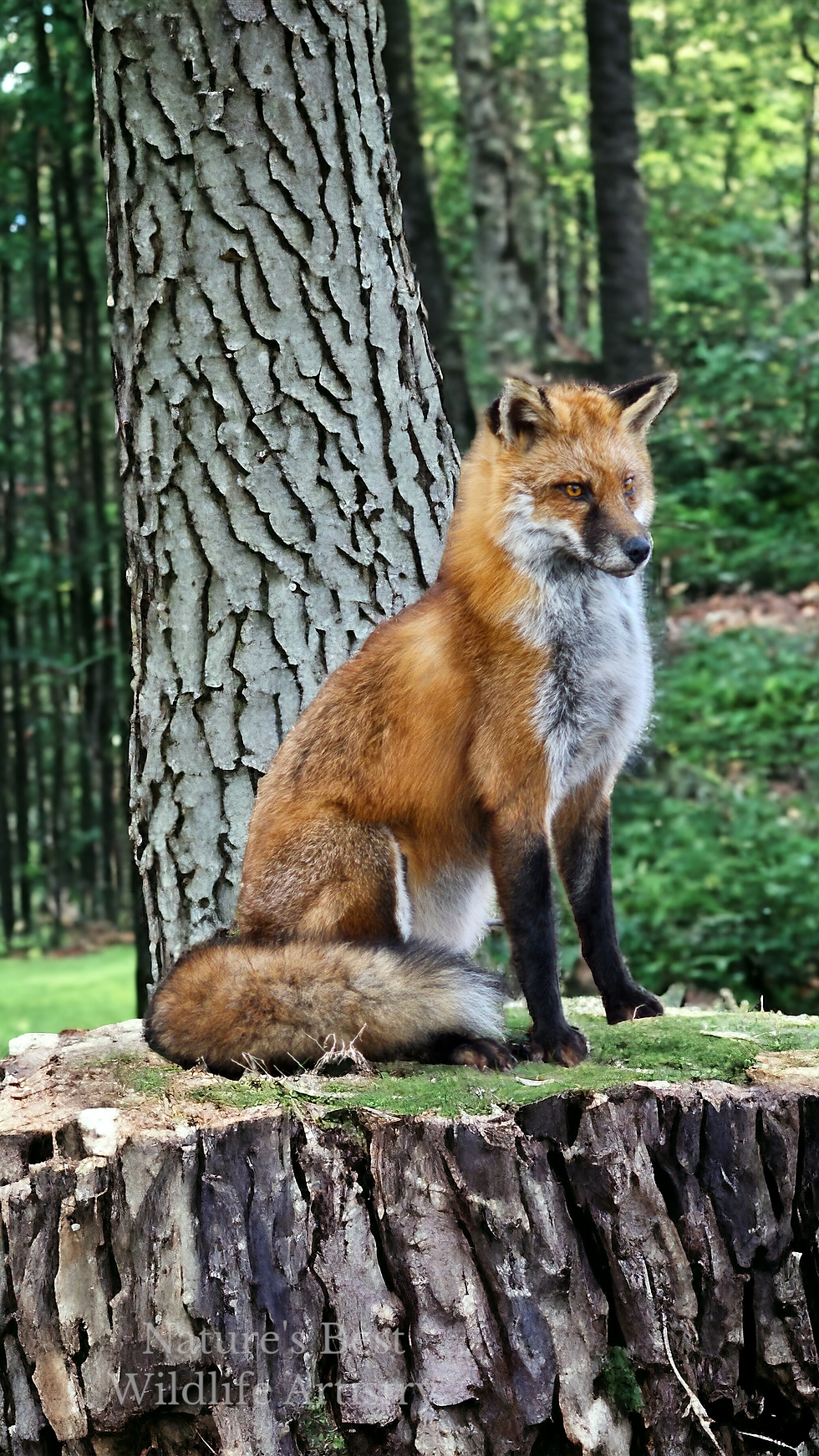 Red fox
