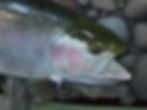 Rainbow trout