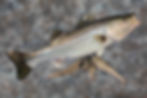 striper