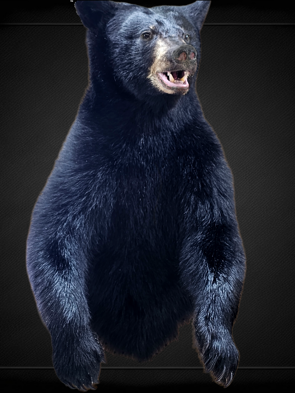 Half Body Black bear