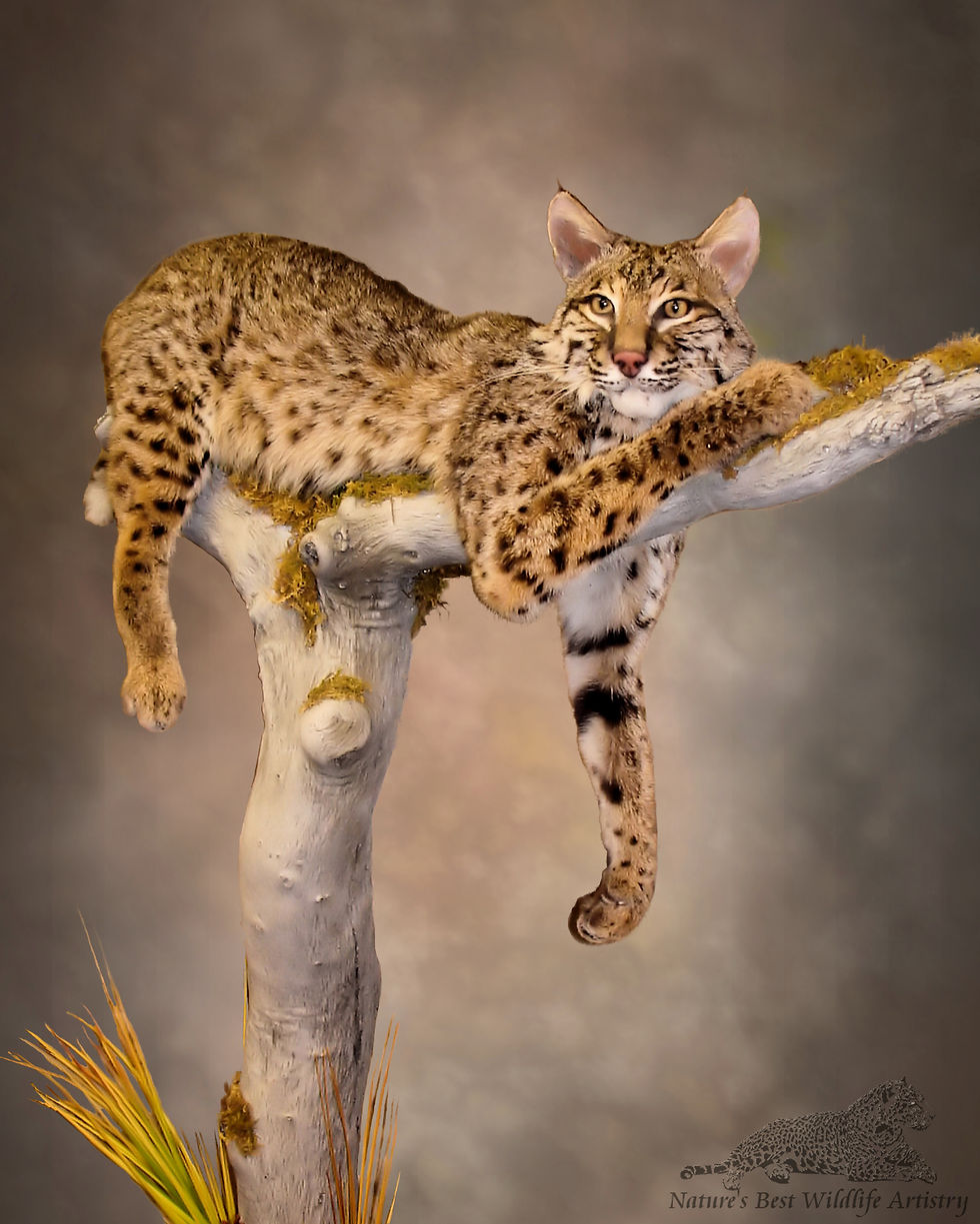 Bobcat