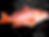 Red Snapper