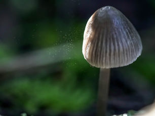 SOLD OUT-Fungi Foray with Hugues Massicotte