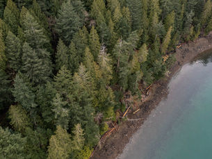 Over $2 million has been raised to protect KELÁ_EKE Kingfisher Forest