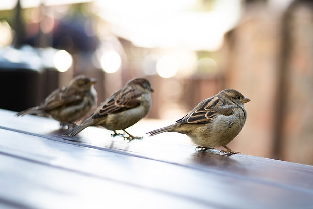 urban-sparrows-cafe-table-high-quality-photo.jpg