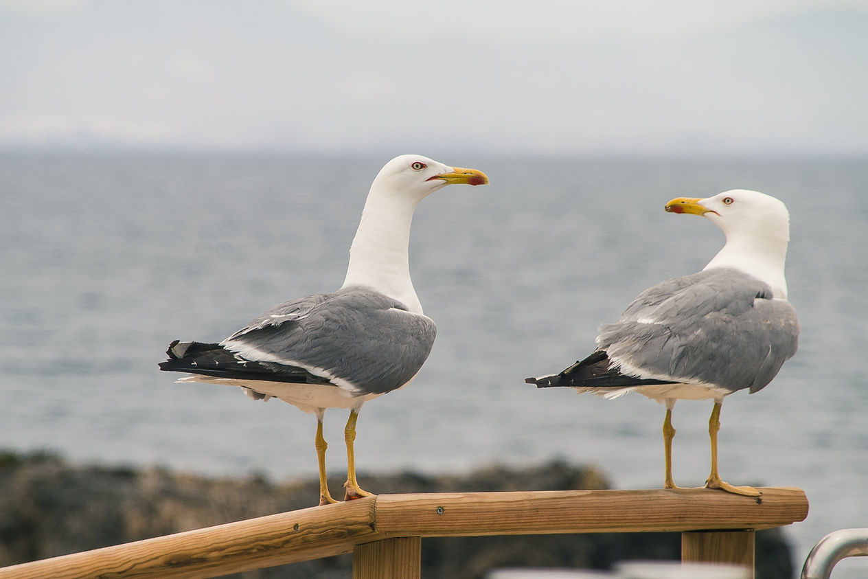 selective-focus-two-seagulls-perched-wooden-handrailing-near-shore(1).jpg