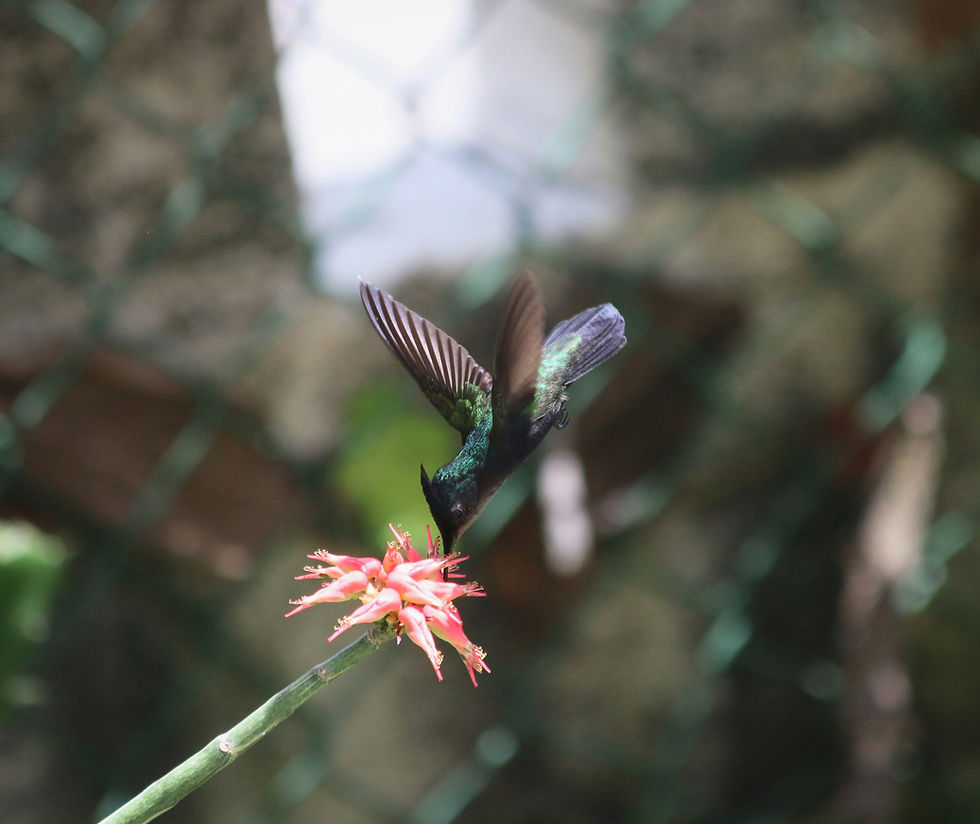 The Antillean crested hummingbird