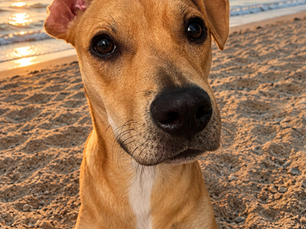 Dog on beach