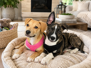 Dogs curled up at home