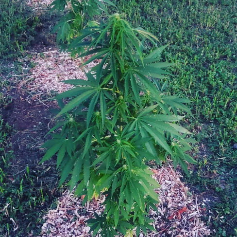 Photograph of Sour Pineapple CBD hemp in early flower. it is planted in rows with mulch around the base of the plant. The hemp plant is light green, it has large fan leaves with long fingered segments. Bunches of small white pistils can be seen throughout the plant.