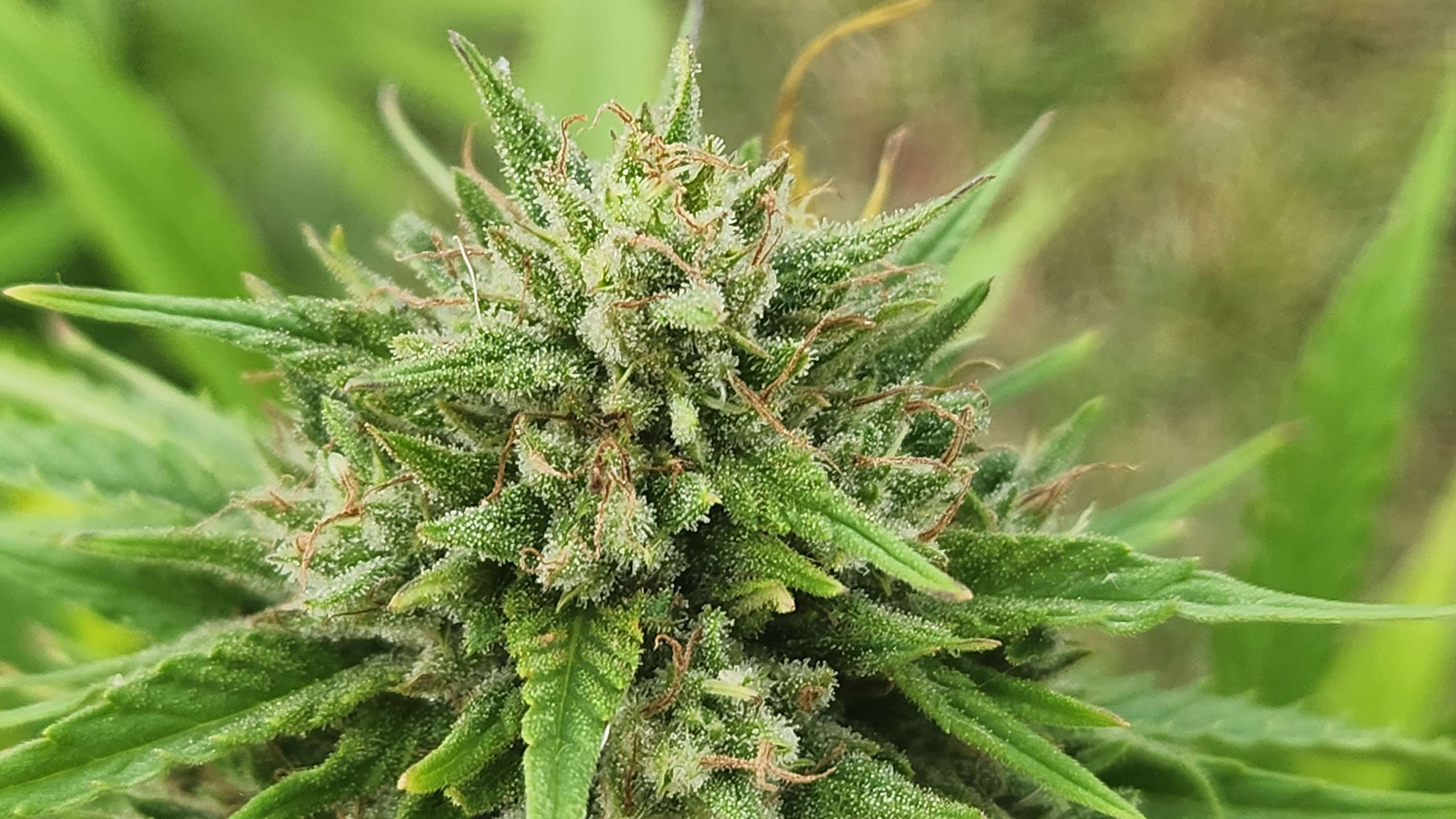 Close up of Early Spectrum CBD hemp flower in the field. it is a compact green flower, covered in trichomes and light brown pistils.