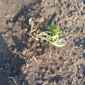 A freshly transplanted hemp plant that is in shock from the transfer. The plant is withed and lying on the ground and the color has slightly yellowed. It will likely not survive the transplant from drought conditions..