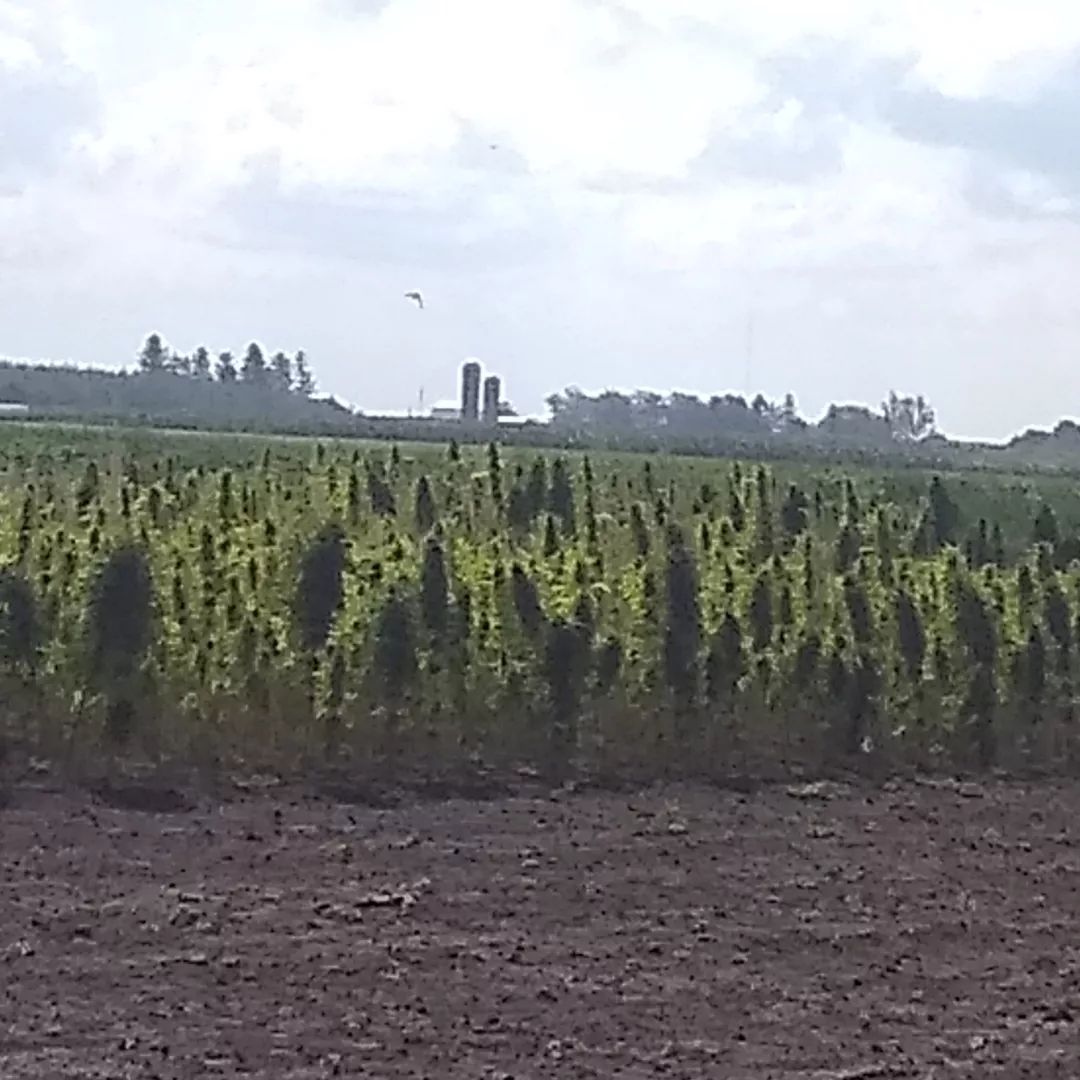 Photo of the hemp seed patch where pesticide studies were conducted.  There is a patch of hemp in flower that are closely planted together in the foreground.  There are trees and silos viable in the distance. It's a sunny day with blue skies and fluffy white clouds. 
