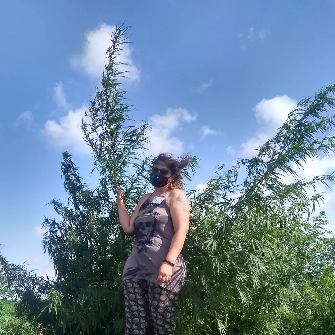The feral hemp and I. Photo of woman in her late 30's with dark curly medium length hair, and a light olive skin tone standing in front of a large hemp plant. She is wearing a facial mask, sunglasses, a grey tank top with a skull image, and black and green leggings. A tattoo of a Celtic cross is visible on her left shoulder and upper arm. She is looking at the camera.  The hemp plant towers over her at twice her height.