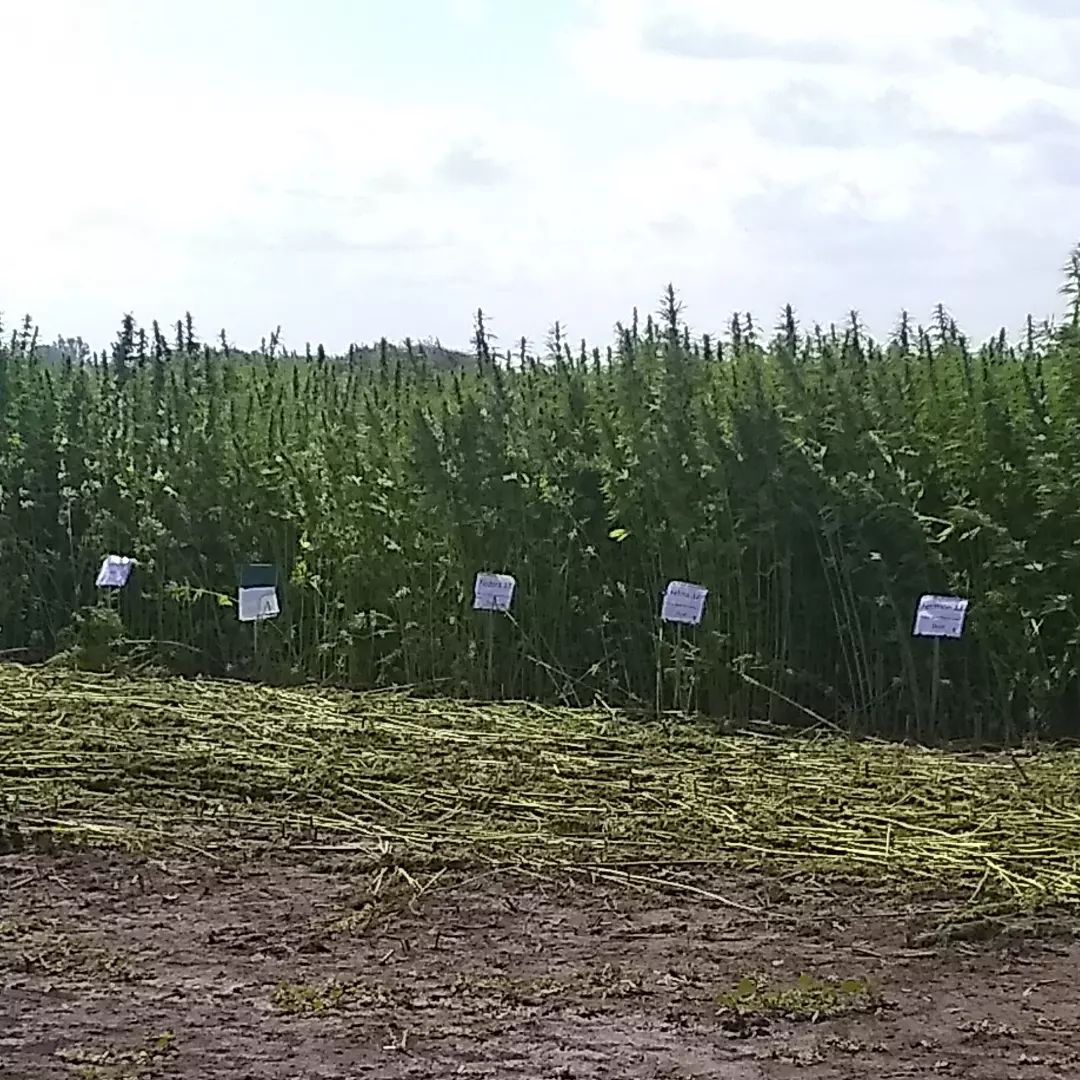 Photograph of the fiber and seed field.  Tall hemp fiber plants around 10 feet or more in height are planted tightly together.  A strip at the front of the field has been harvested.  White signed markers can be seen that label the different plant strains.