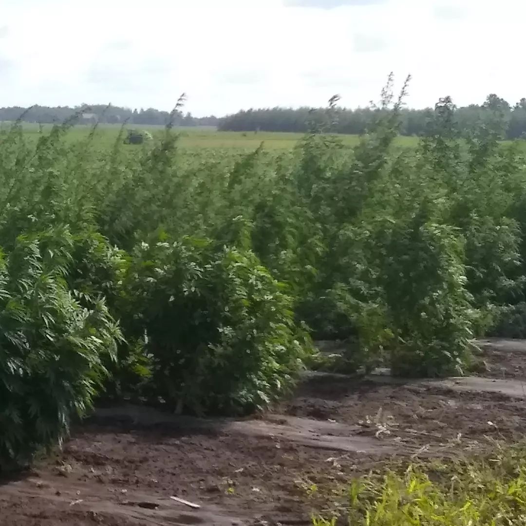 Photo of hemp field of various strains in rows. They vary in size and appearance.
