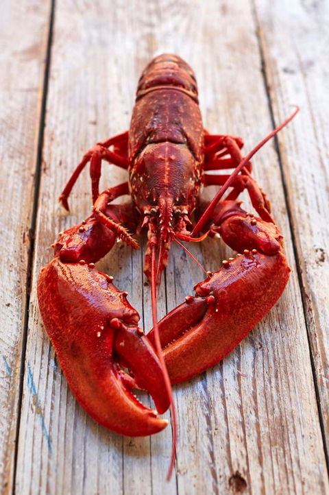 A full red lobster resting on a wooden surface.
