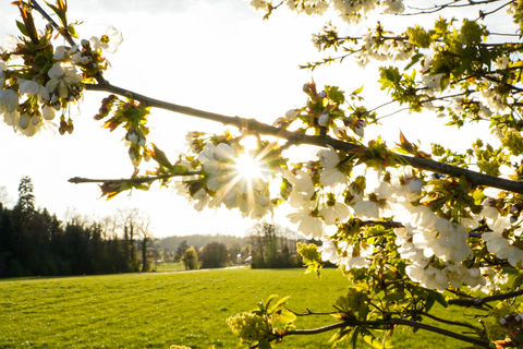 Sonnenstern_Baum.jpeg