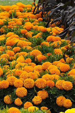 marigolds.jpg
