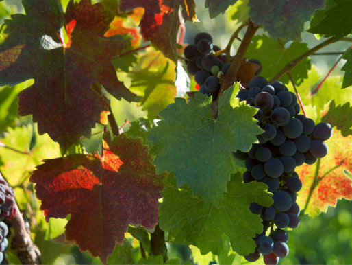 séminaire beaujolais