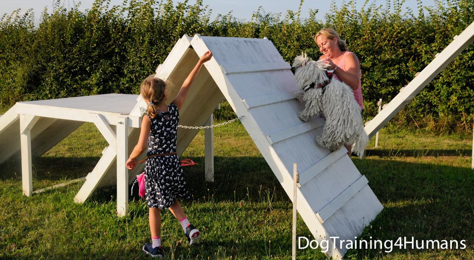DogSchool (1 of 1)-912.jpg