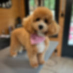 20240803_134933658_iOS