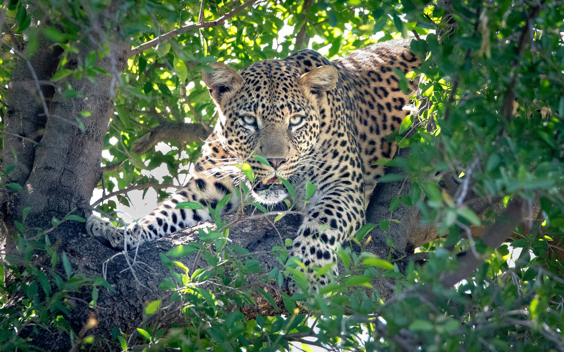Young male leopard finds shelter in the shade of a tree