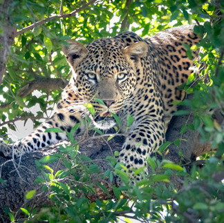 Young male leopard finds shelter in the shade of a tree