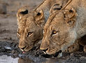 Lions drinking from muddy water - Madikwe Game Reserve Safaris