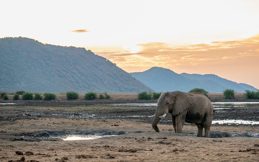 Elephant And Wild Dogs: November