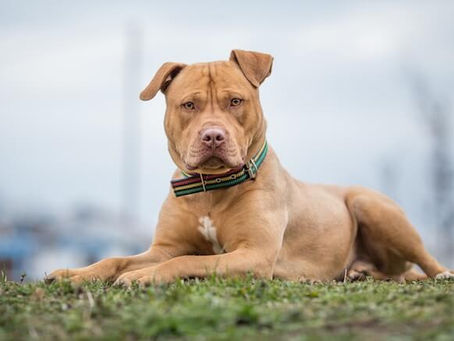 PITBULL