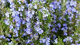 M_Rosmarinus tuscan blue.webp