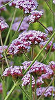 Verbena bonarienses.jpeg