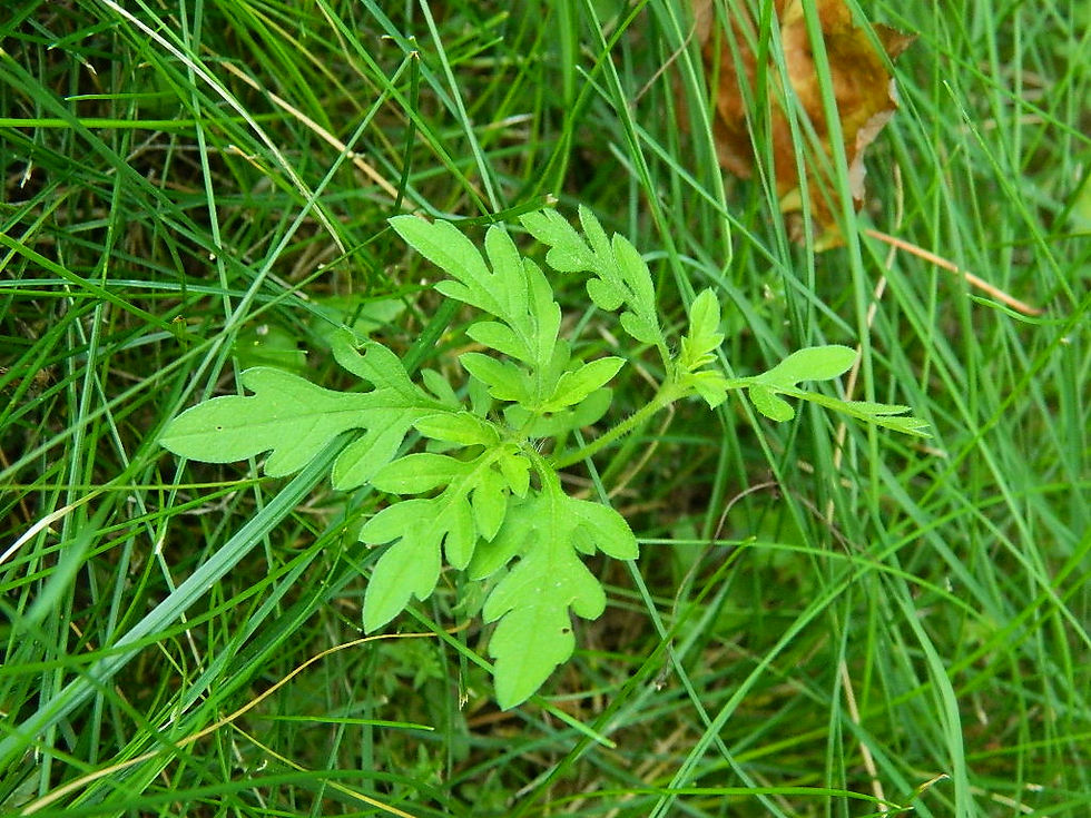 Ragweed