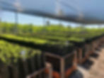 Projeto de restauração ecológica