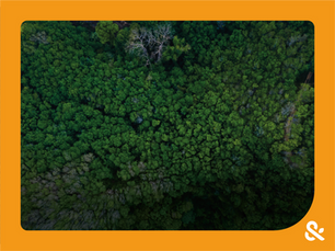 Restauração ecológica: recuperando a biodiversidade e fortalecendo os ecossistemas