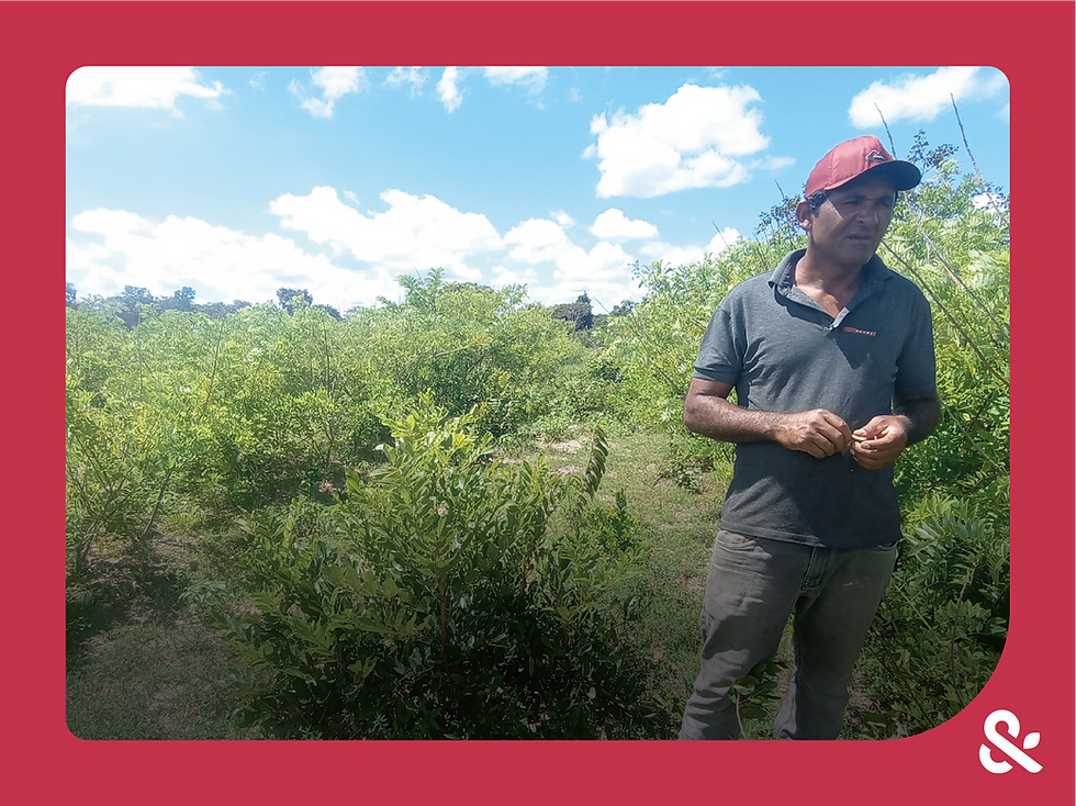 Cerrado Sustentável: agroecologia, geração de renda e conservação da biodiversidade