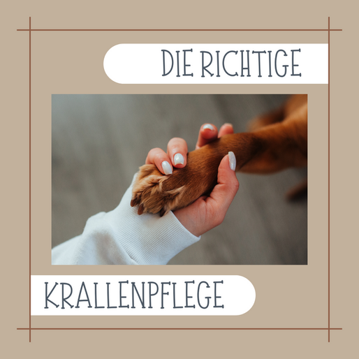 Die richtige Krallenpflege für Euren Liebling